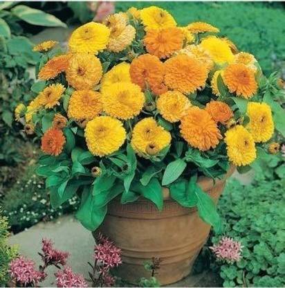 VibeX Calendula Seed