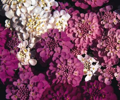 DIOART ™ HUA-37-Iberis Sempervirens Seeds - Candytuft Crown Mixed-20 x Seeds Seed