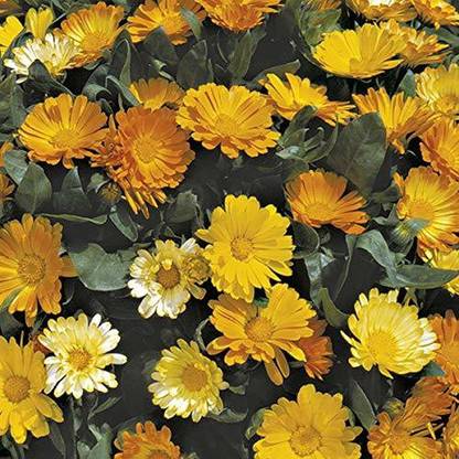 VibeX Rare Calendula Flower" Daisy Mixed" Exotic Ornamental Calendula Flower Seeds Seed