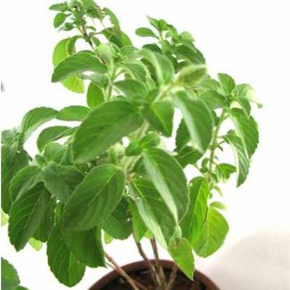 V Seed Kapoor Tulsi Seed