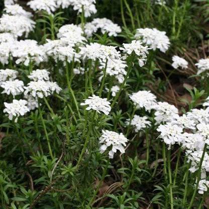 VibeX ICRA-72-World Seeds - Iberis Gibraltarica Seeds-30 x Seeds Seed