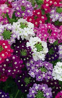 V Seed Verbena Seed
