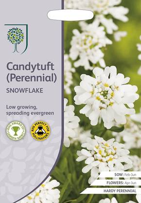 VibeX Candytuft Dwarf Fairy Mixed Seed