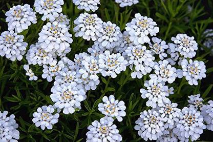 VibeX Hybrid Candytuft Flower Seeds Seed