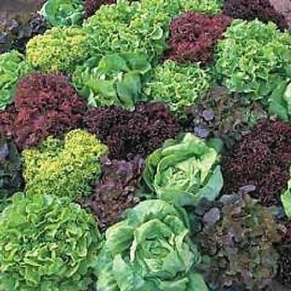 Seedshub Lettuce Lollo Seed