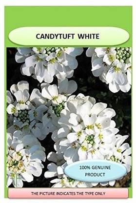 VibeX ICRA-30-VHS Candytuft (Perennial) Snowflake-30 x Seeds Seed