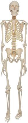 PRIME BAKER HUMAN SKELETON FIBER MODEL Anatomical Body Model