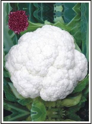 cauliflower Gobhi Seed