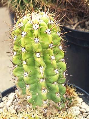 MODERN PLANT San Pedro Cactus, Long Cactus Seed