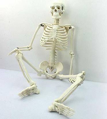 MRSC Skeleton-Model