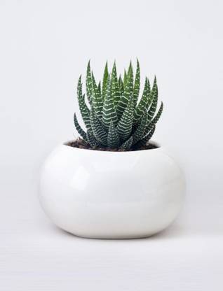 Pots & Plants Howarthia Zebra Plant