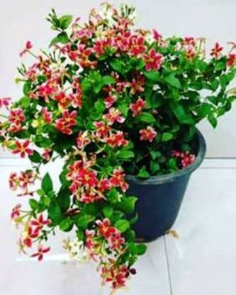 MODERN PLANT Madhumalti/Rangoon Creeper