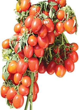 Sauran Tomato Seed