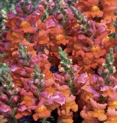 VibeX -1193-Antirrhinum - Liberty Bronze Seed