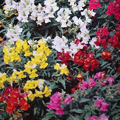 VibeX -1212-Dwarf Antirrhinum Snapdragons 'Magic Carpet' Seed