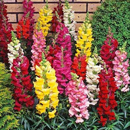 VibeX NBIR-372-Gardens Northern Lights Mix Snapdragon Flower Seeds Seed