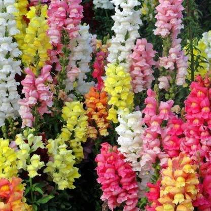 VibeX ™ HUA-505-Antirrhinum Snapdragon Flower Seed