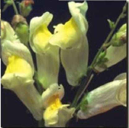 VibeX HUA-1417-Flower - Antirrhinum - Braun-Blanquettii Seed