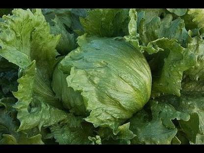 FRESHO Lettuce iceburg Seed