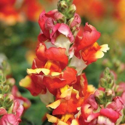 VibeX -921-Antirrhinum Rembrandt Seeds Seed