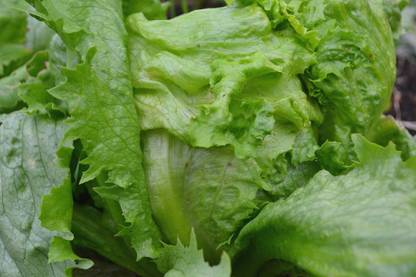 Paudha Lettuce iceburg Seed