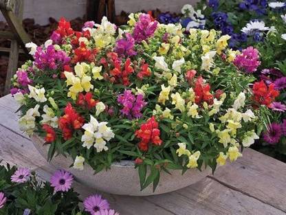 VibeX dwarf snapdragon seeds "TOM THUMB MIX" Seed