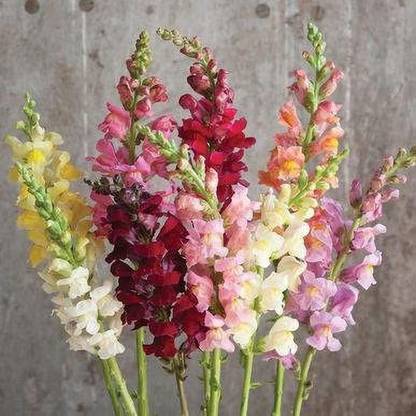 VibeX Rocket Mix Snapdragon Seed