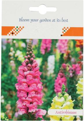 DROXTY ™ PAU-1323-Flower - Antirrhinum Rust Resistant Mixed Seed
