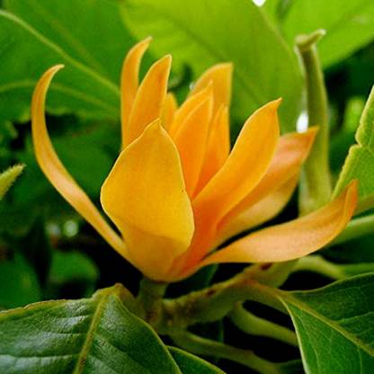 Greenwill Magnolia Champaca / Michelia champaca Flower Seed