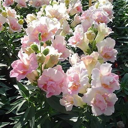 VibeX Seeds Antirrhinum Twinny Appleblossom F1 Seed