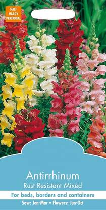 DROXTY ® PUAS-1910-Antirrhinum Tom Thumb Snapdragons Garden Seed