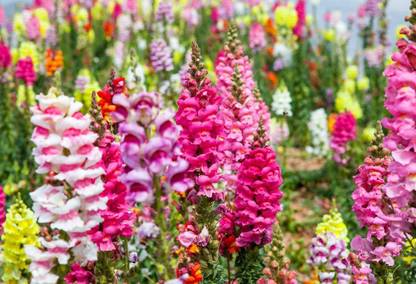 VibeX -265-Seeds -Good Germination Antirrhinum Dog Flower Mixed Colour Seed