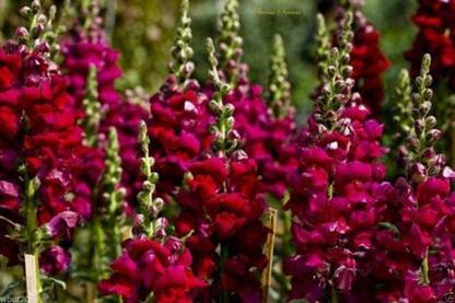 VibeX Snapdragon Seeds (Antirrhinum Majus Maximum) Ruby Red Seed