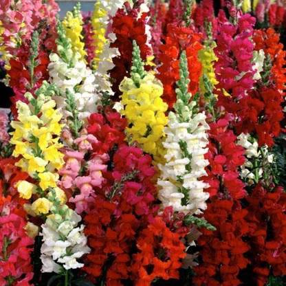 VibeX PAU-855-ANTIRRHINUM Magic Carpet Mixed Seeds Dwarf Snapdragon Snap Dragon Snapdragon Seed