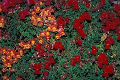 VibeX PUAS-1388-Montego Sunset Bicolor Dwarf Snapdragon Flower Seeds Seed