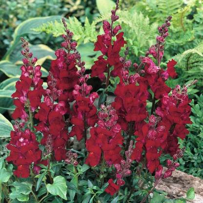 VibeX HUA-1051-Anthirrhinum Black Prince Half-Hardy Annual Snapdragon Seeds Seed