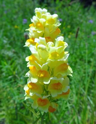 VibeX Antirrhinum (Dog Flower) Seeds Seed