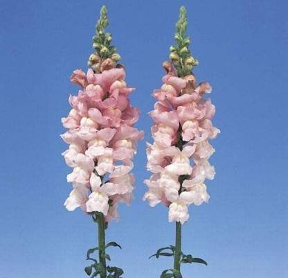CYBEXIS Antirrhinum - Admiral Pink F1 Seed