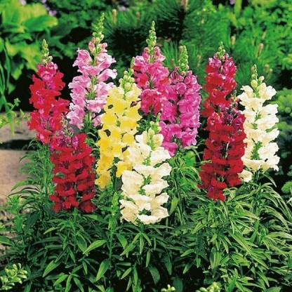 VibeX NBIR-1170-Antirrhinum - Snap Happy Seed