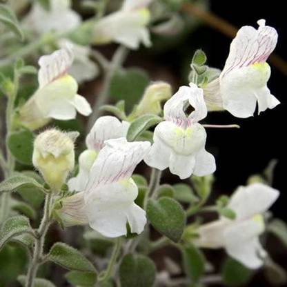 VibeX PAU-1065-Antirrhinum Molle Seeds Seed