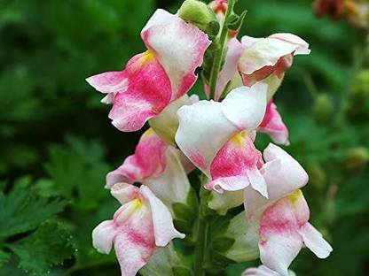 VibeX Snapdragon Flowers Half-Hardy Annual Seed