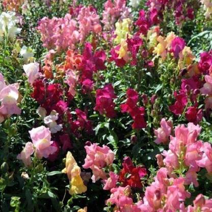 VibeX Antirrhinum - Crown Mixed Seed