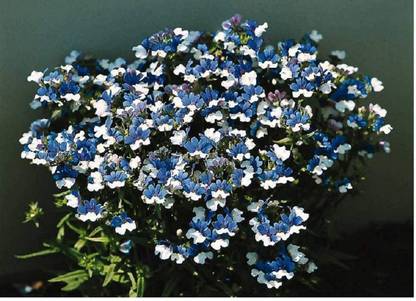 VibeX PUAS-88-NEMESIA STRUMOSA BLUE WHITE-25 x Seeds Seed