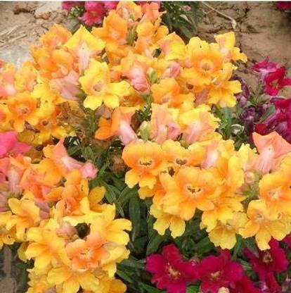 VibeX Antirrhinum Majus Seeds Common Snapdragon Flower Seed Seed