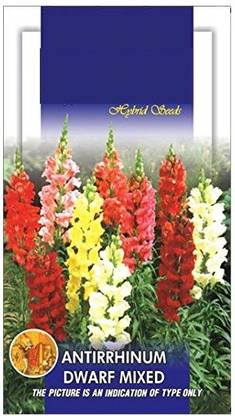 DROXTY ™ HUA-25-F1 Hybrid Antirrhinum Mixed Seeds Seed