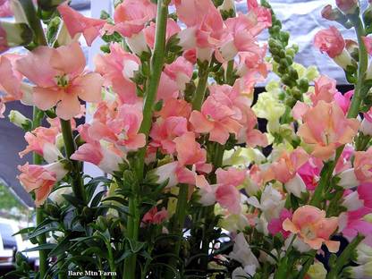 CYBEXIS Hybrid Seeds -Good Germination Antirrhinum Dog Flower Mixed Colour Seed