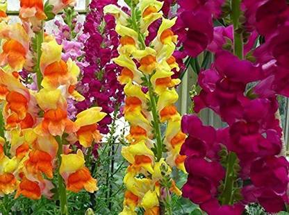 DROXTY ® PUAS-62-Snapdragon Antirrhinum Ideal Mixed Seed