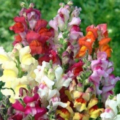 VibeX Antirrhinum Circus Clowns Mixed Seed