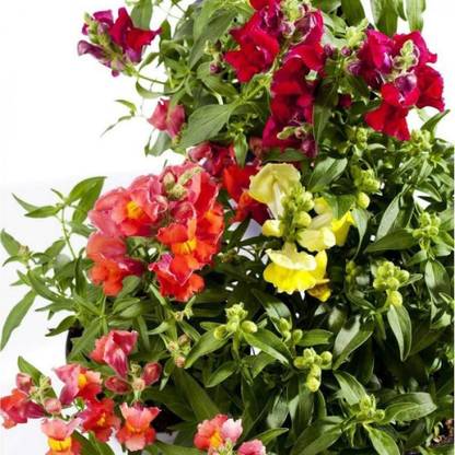 VibeX Trailing Snapdragon Seed
