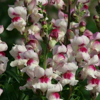 VibeX ™ ICRA-1433-Seeds - Antirrhinum Lucky Lips Seed